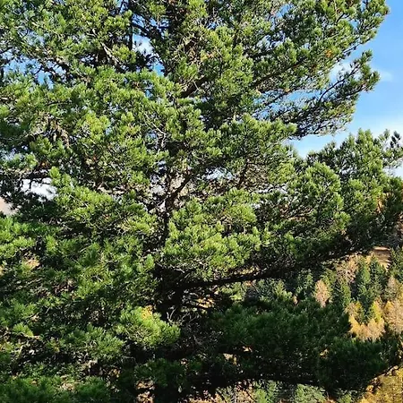 Idyllische Zirbenholz Alpin Huette * Turracher Hohe