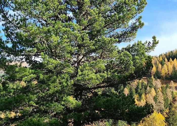 Idyllische Zirbenholz Alpin Huette * Turracher Hohe